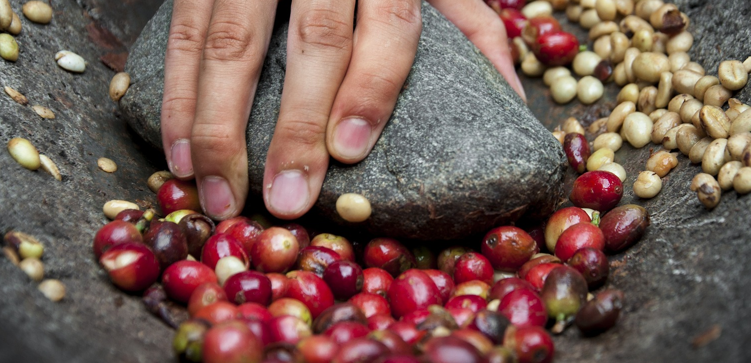 コーヒーの生豆