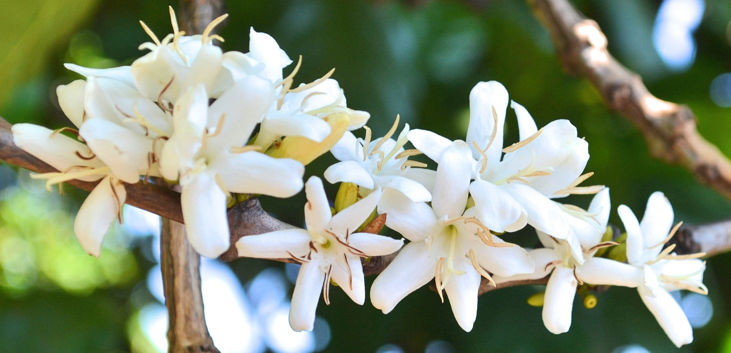 コーヒーの花